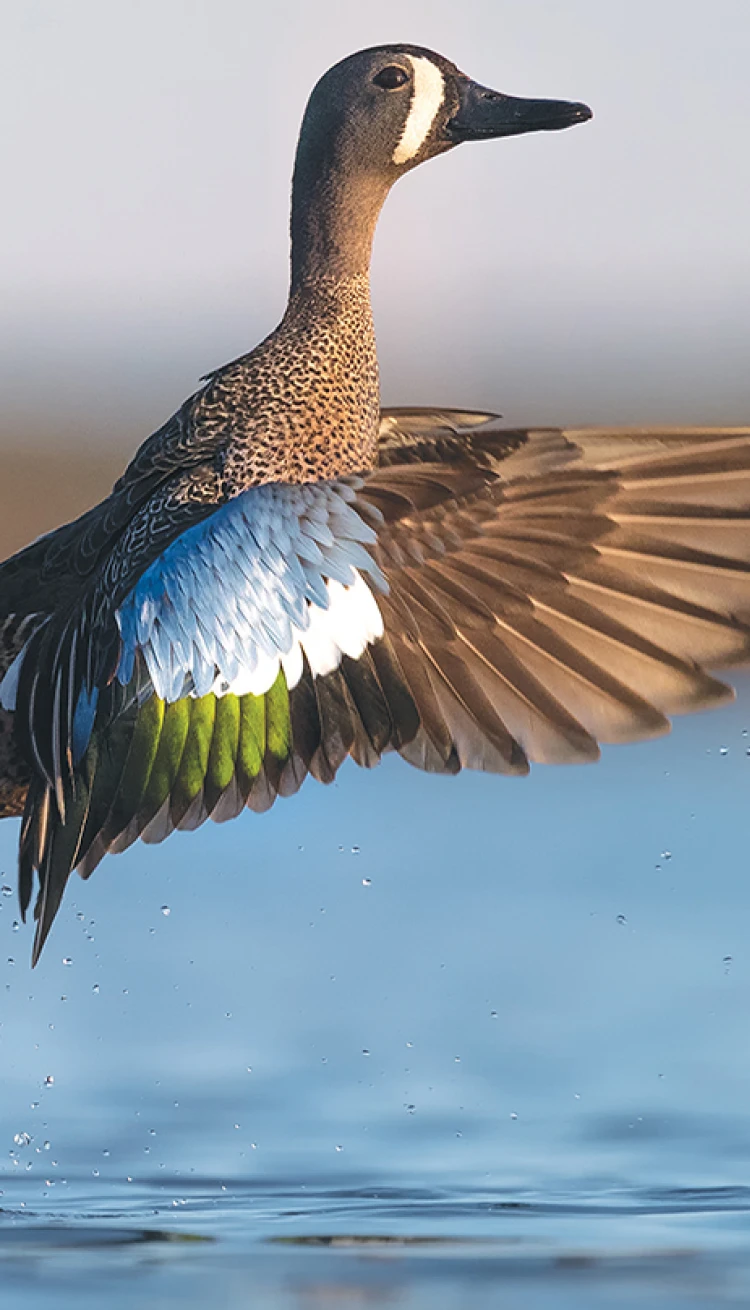 Canard