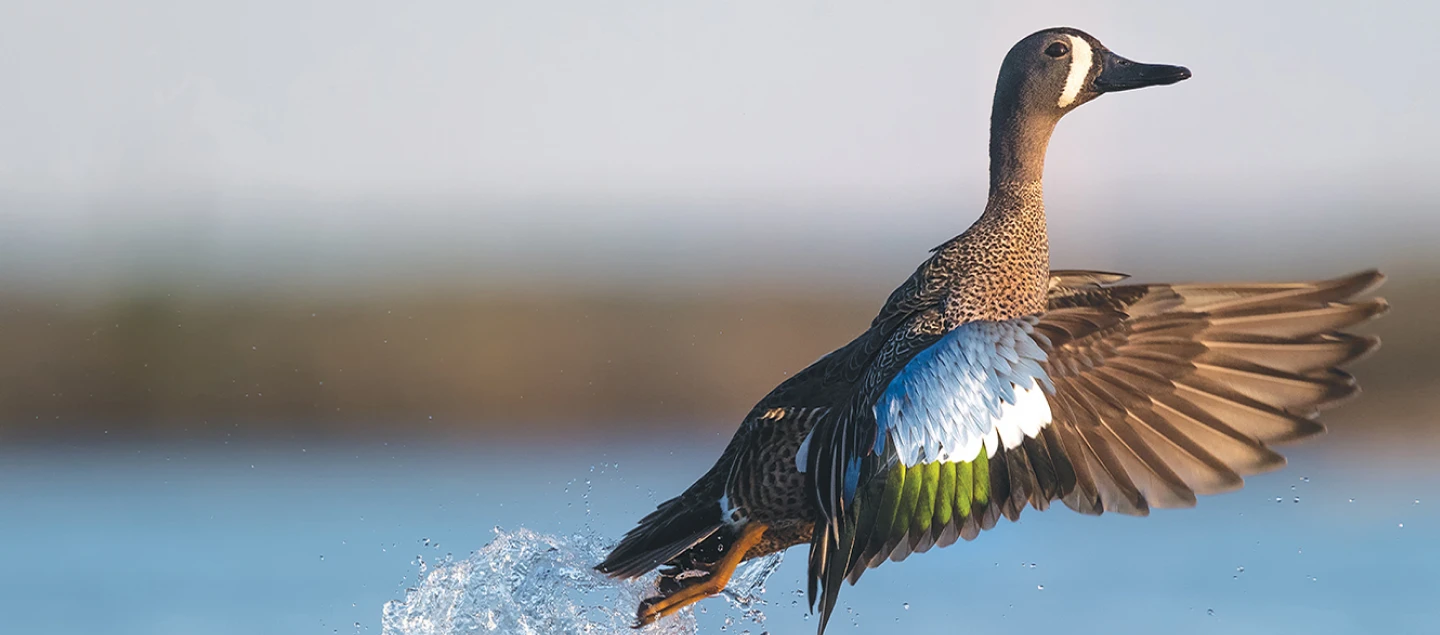 Canard