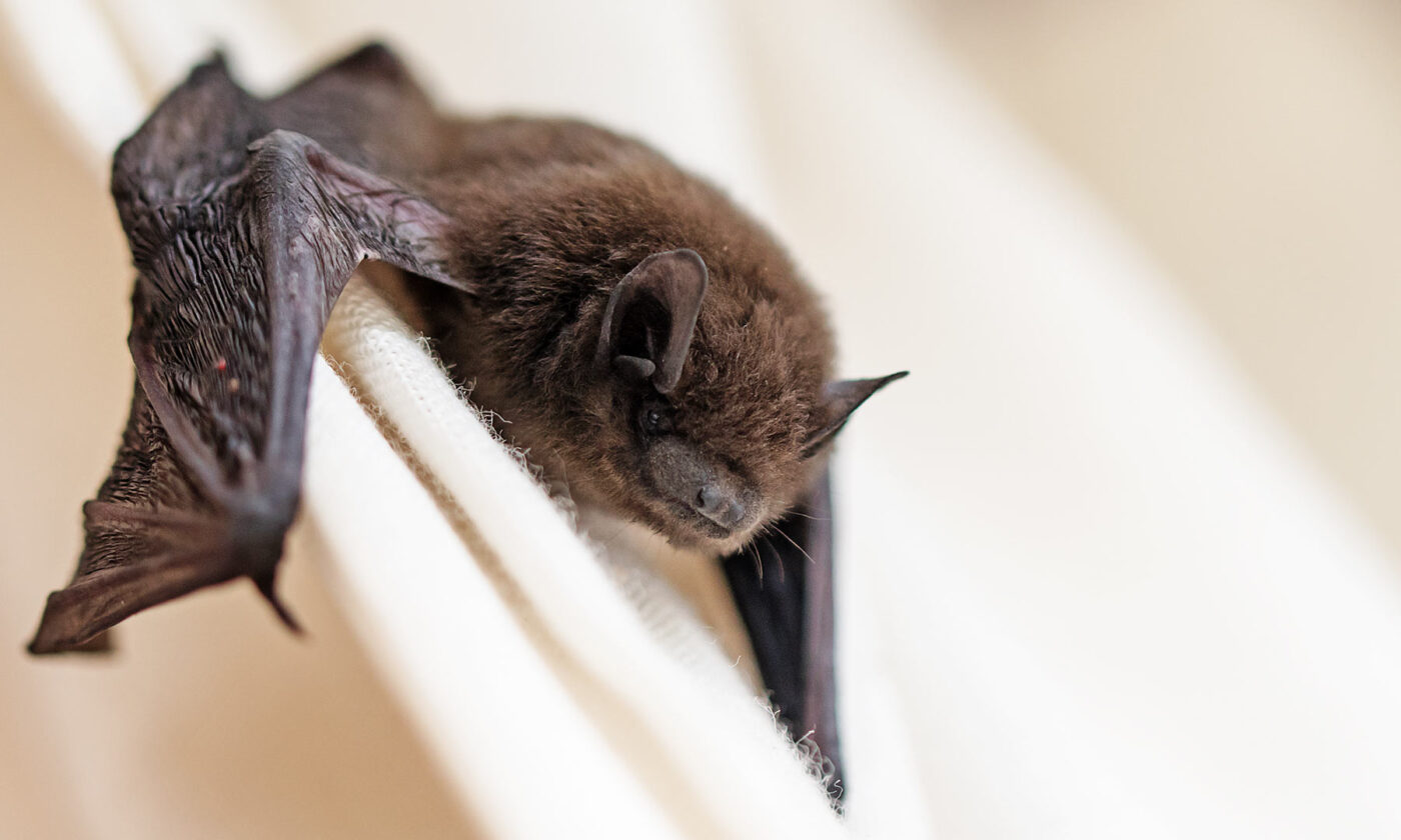Chauve-souris