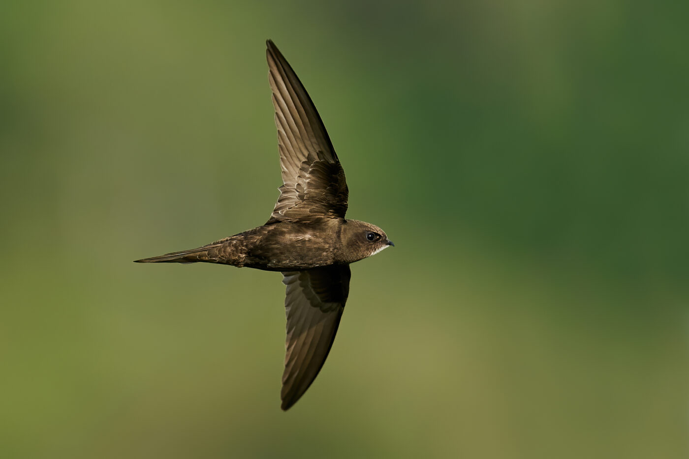 Oiseau
