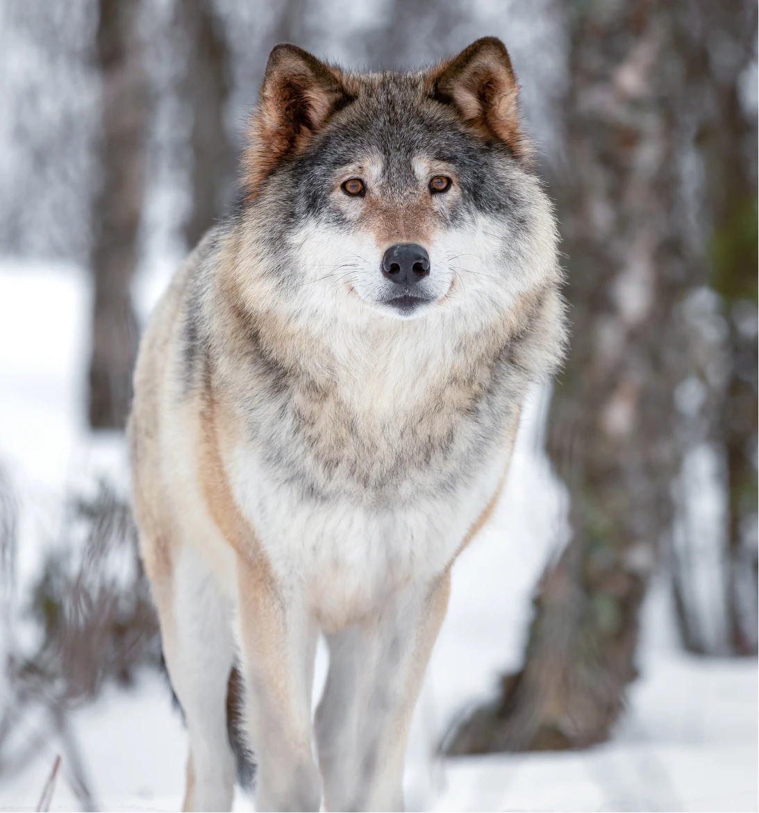 Loup