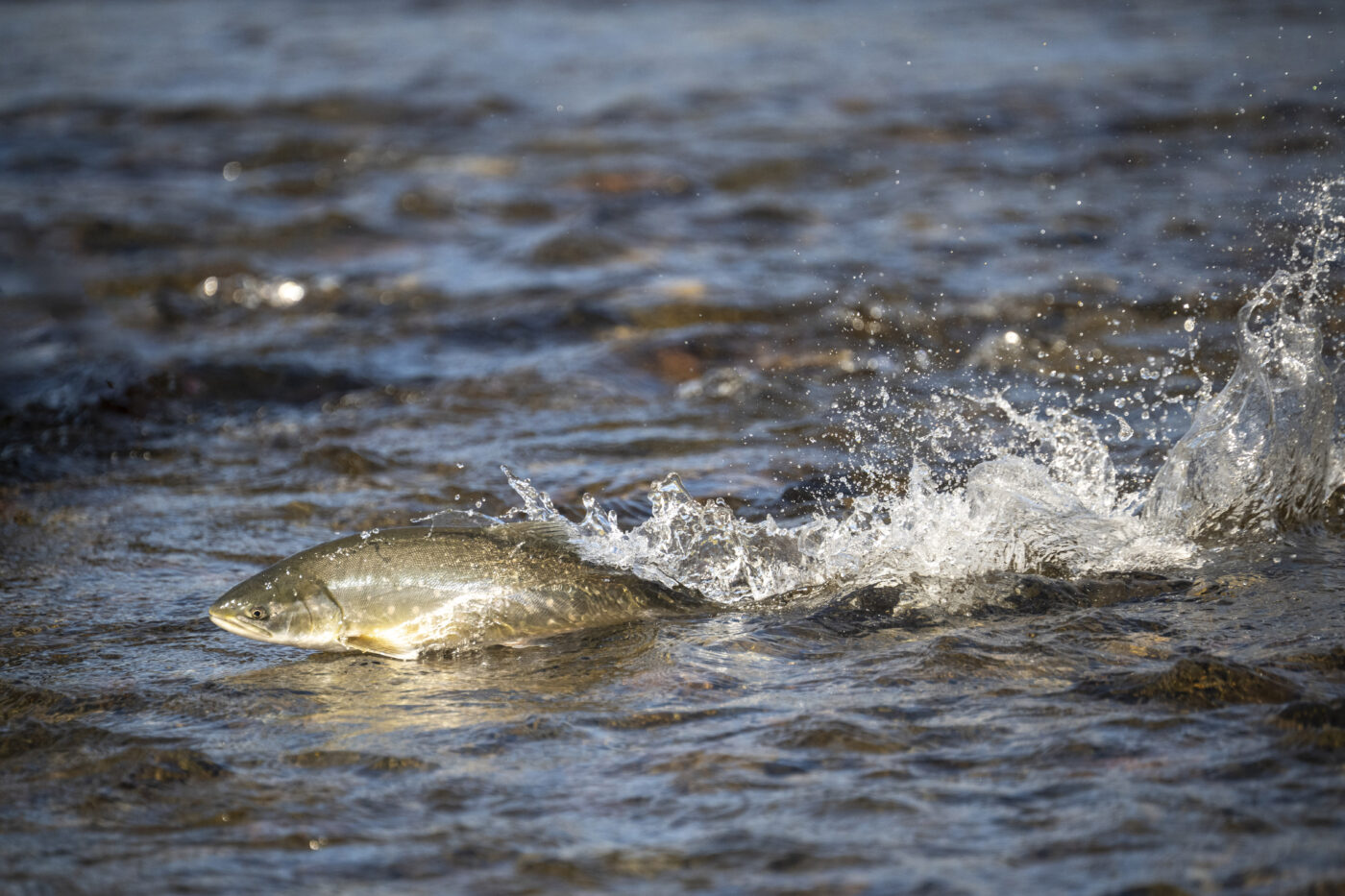 Poisson