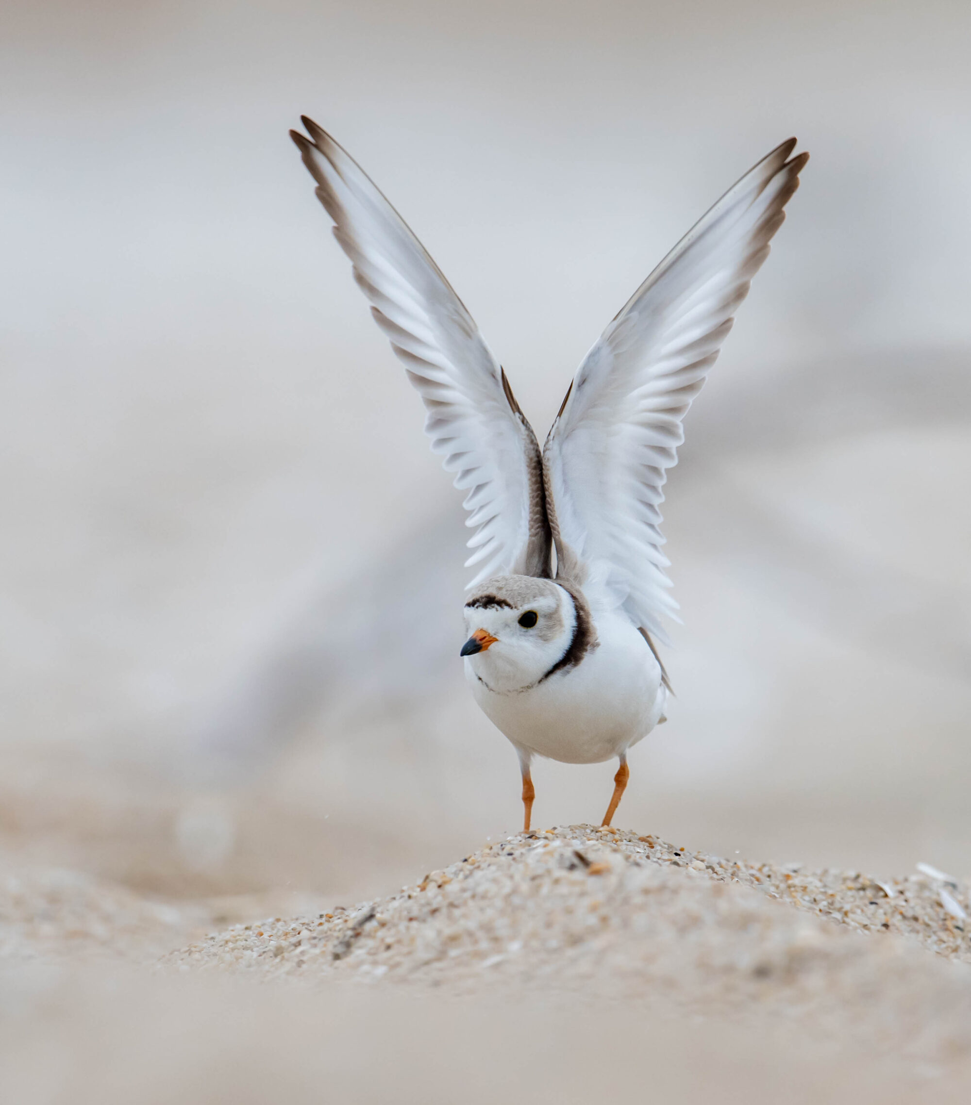 Oiseau