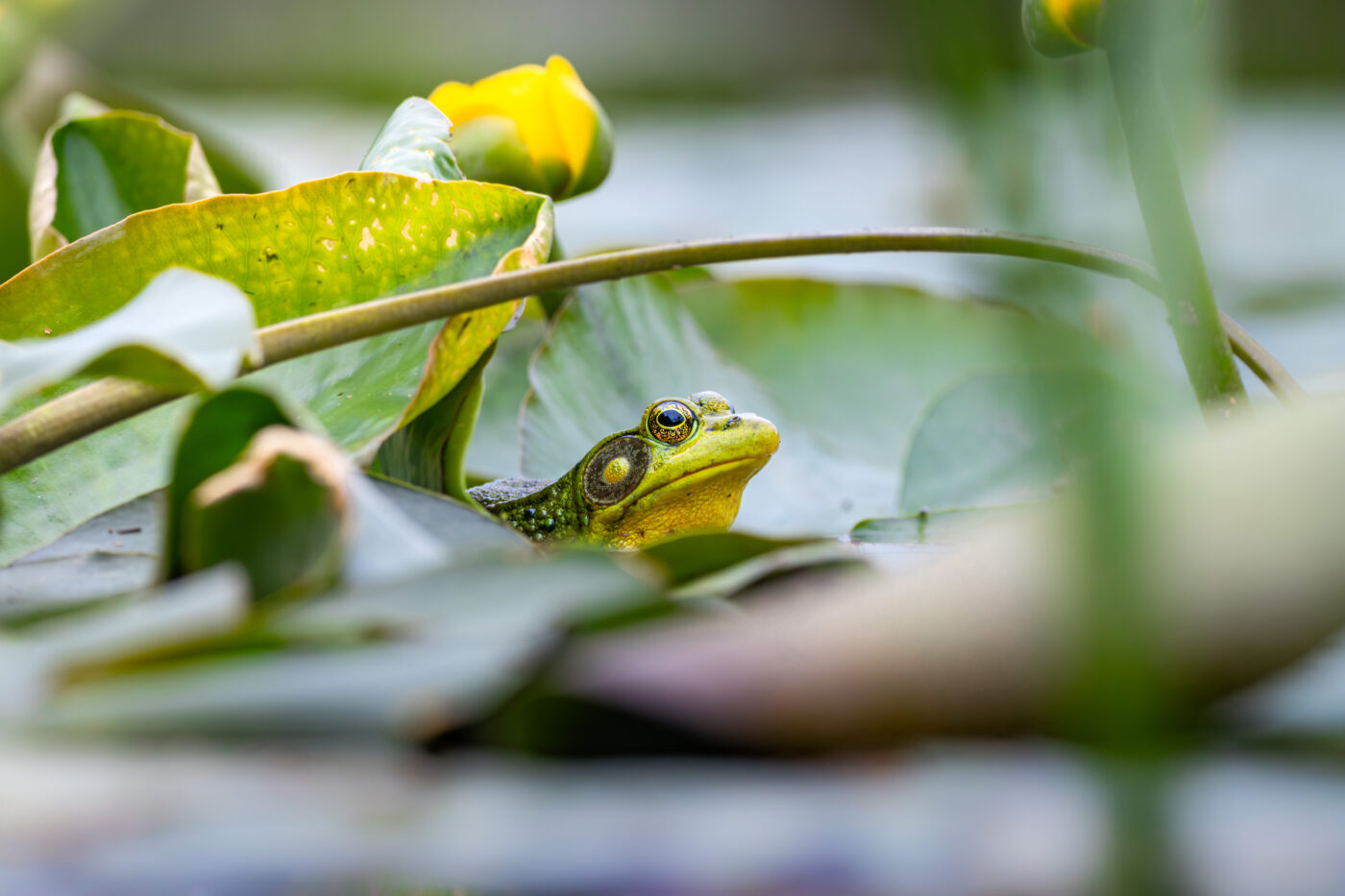 Grenouille