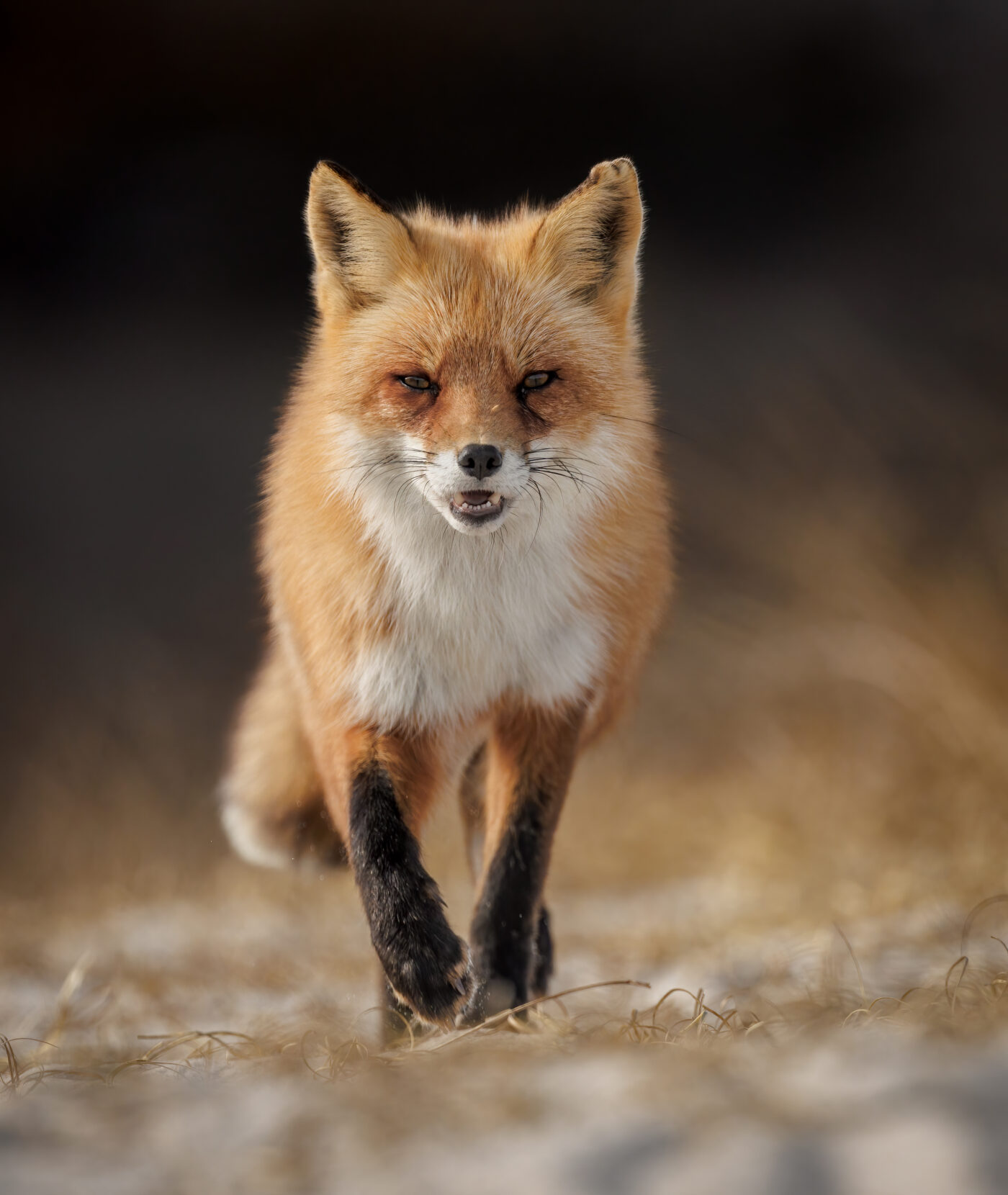 Renard