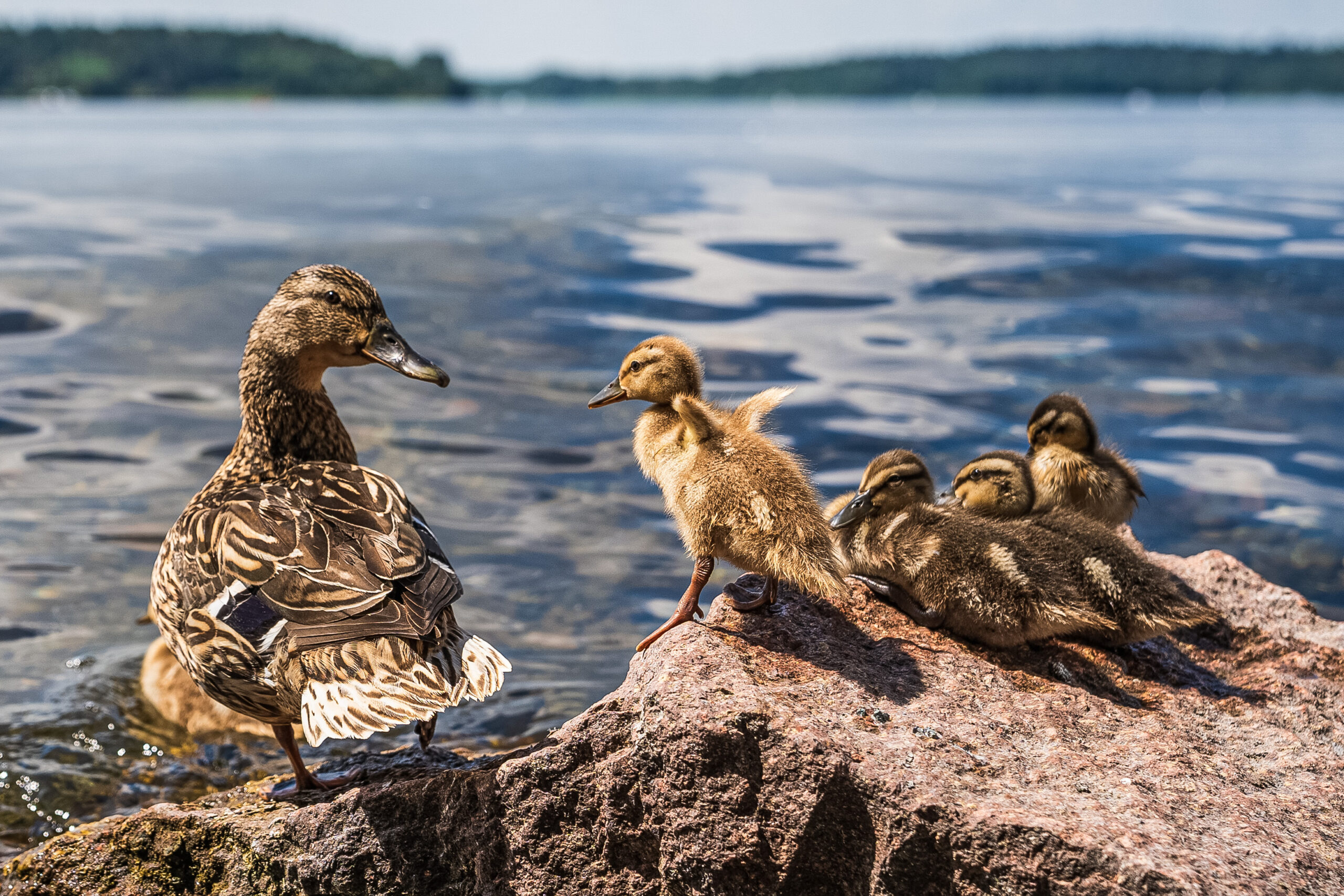 Canards