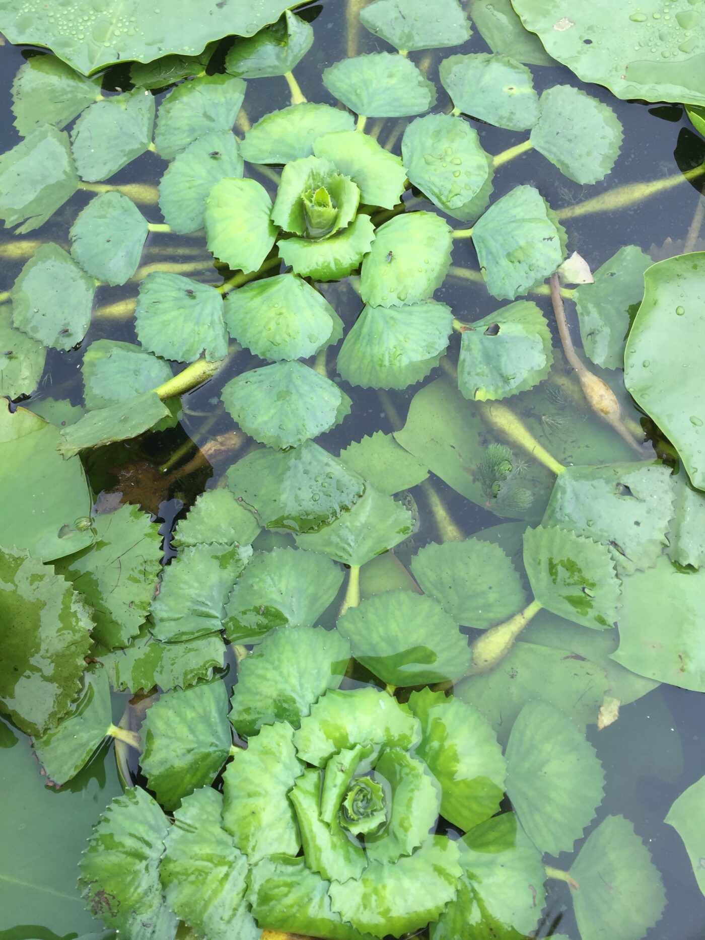 Plantes aquatiques
