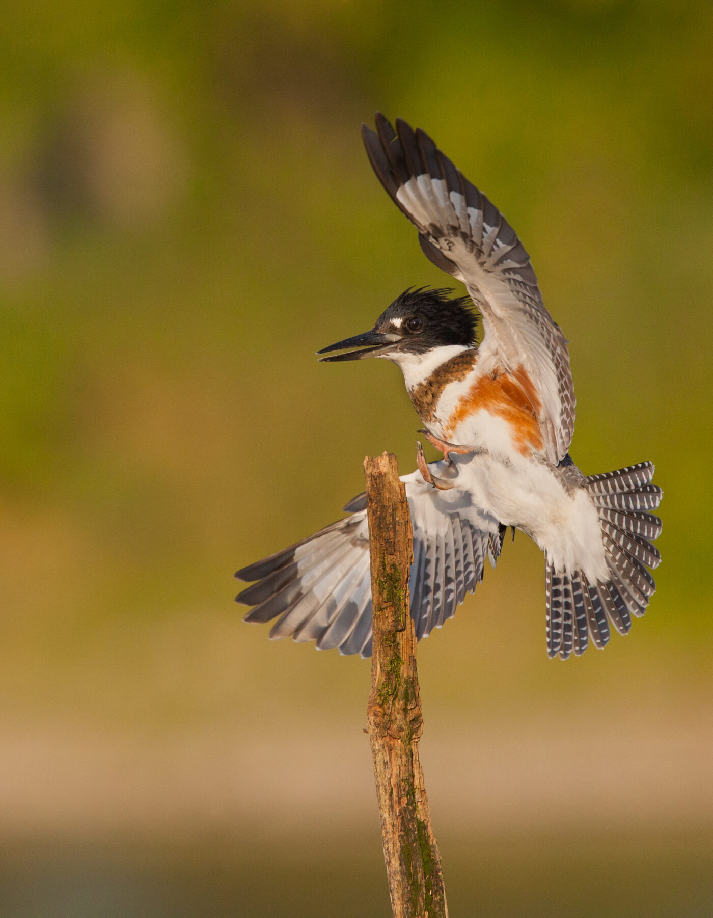 Oiseau