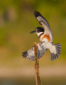 Oiseau