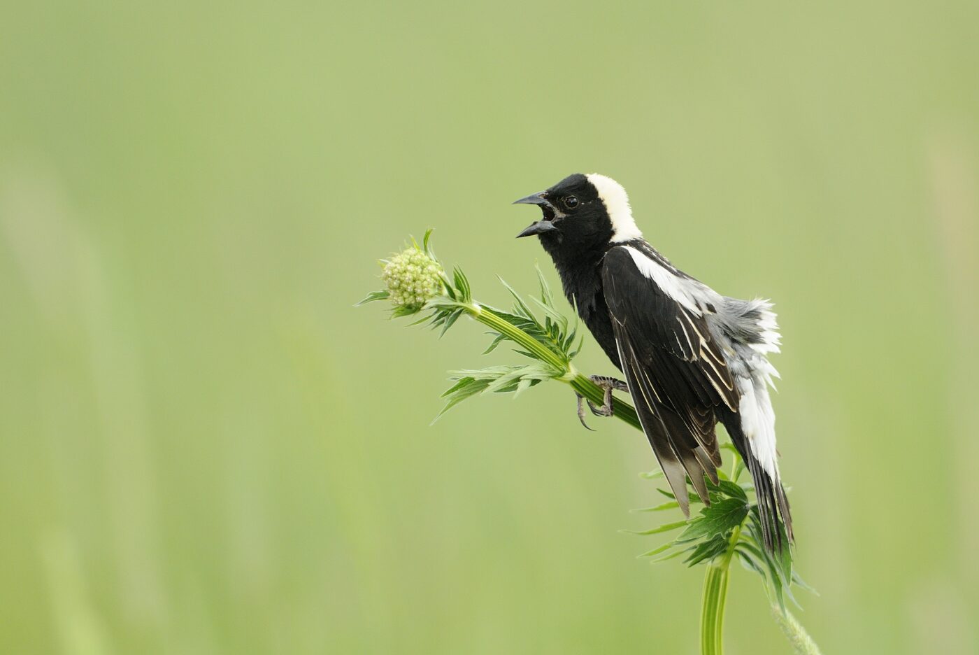 Oiseau