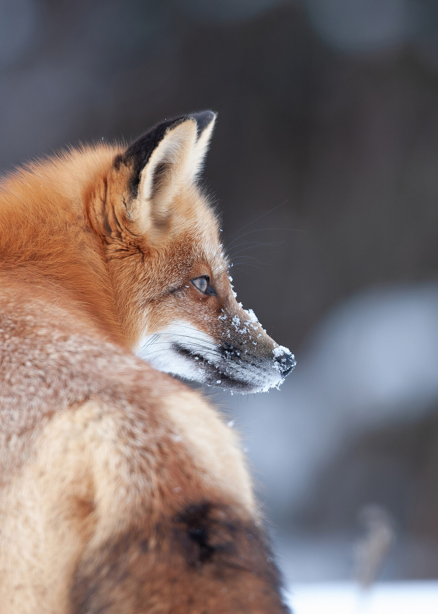 Renard