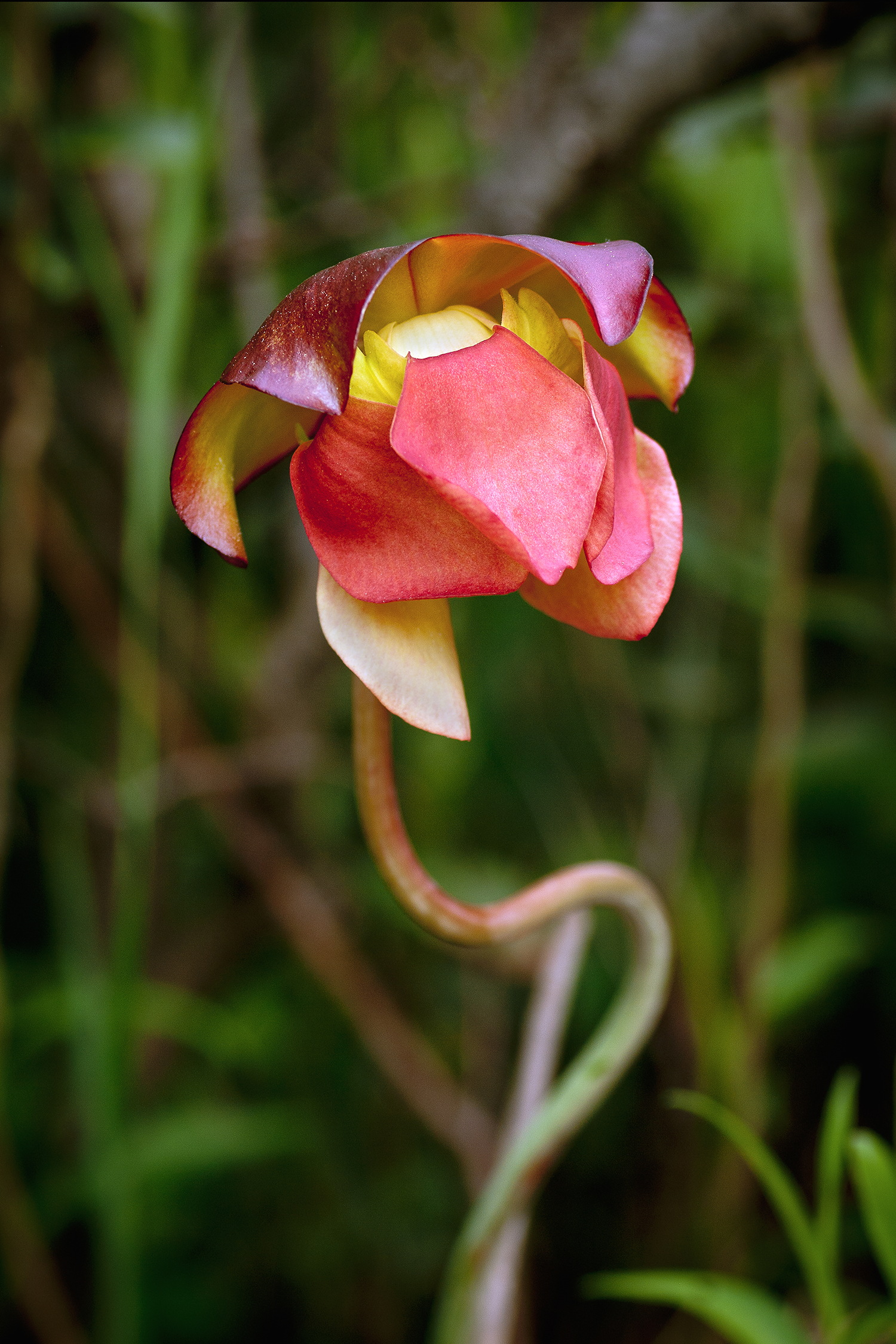 Fleur
