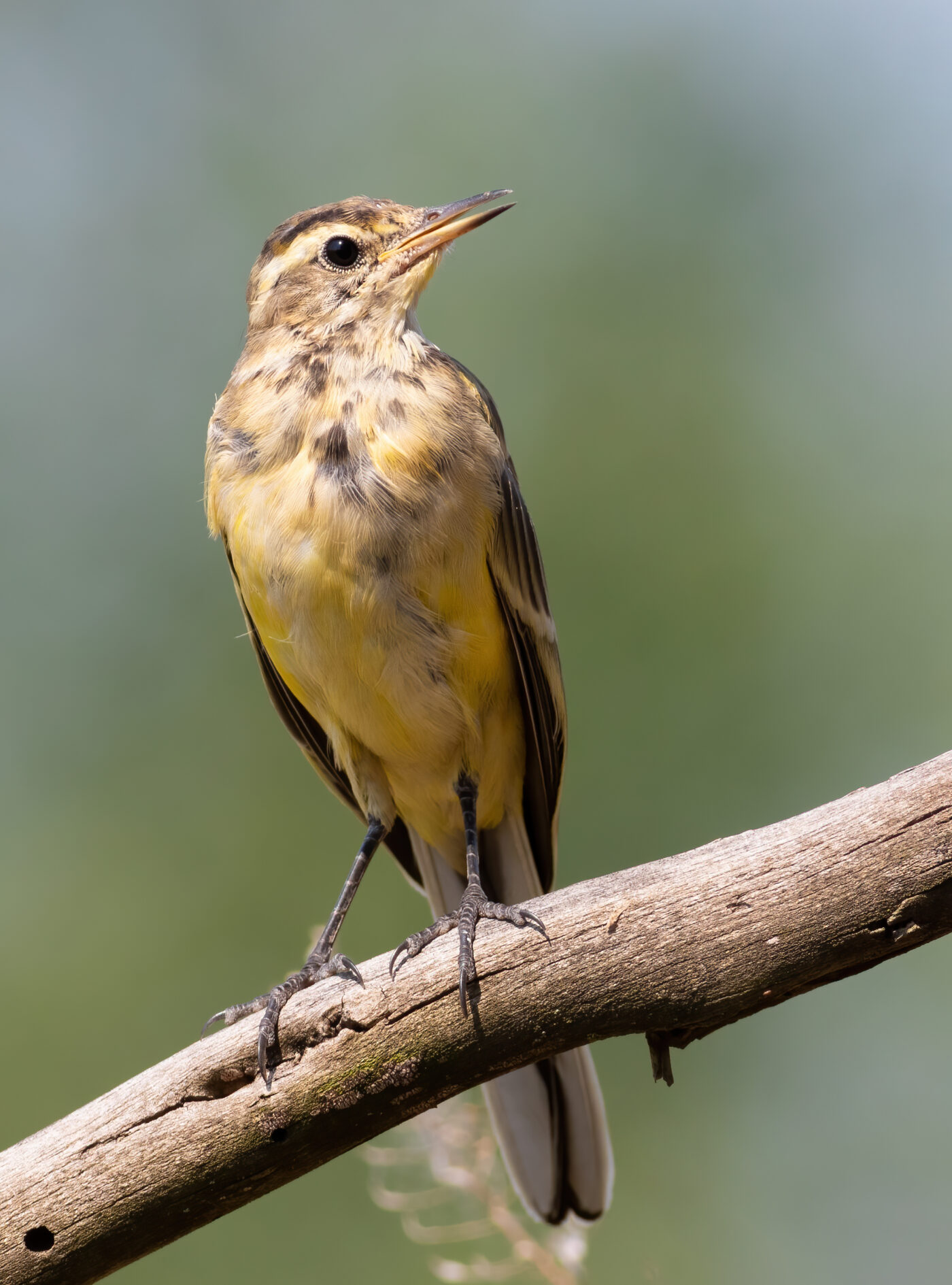 Oiseau