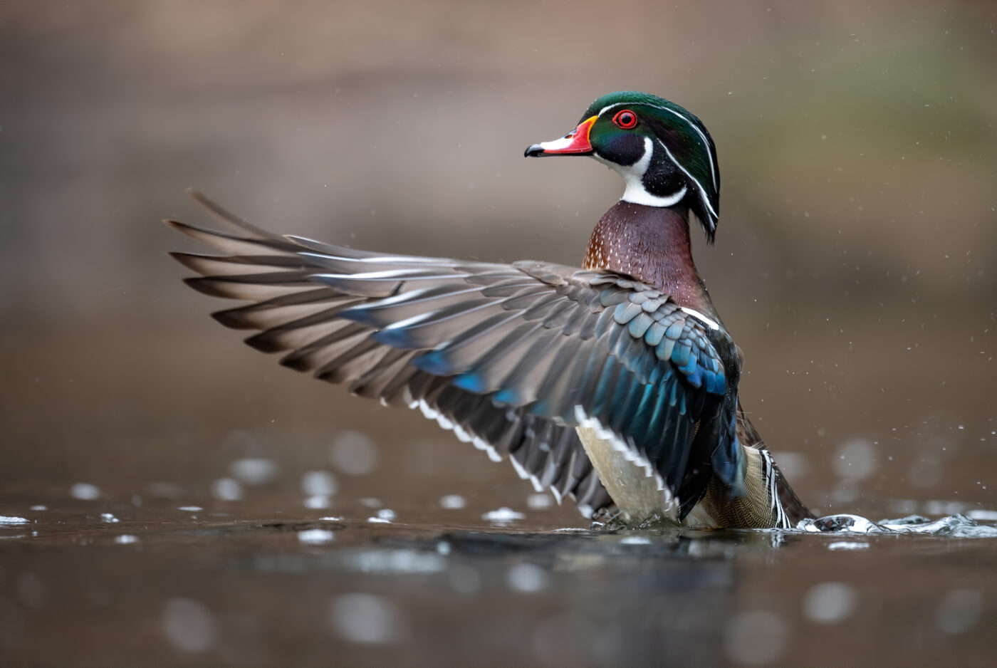Canard