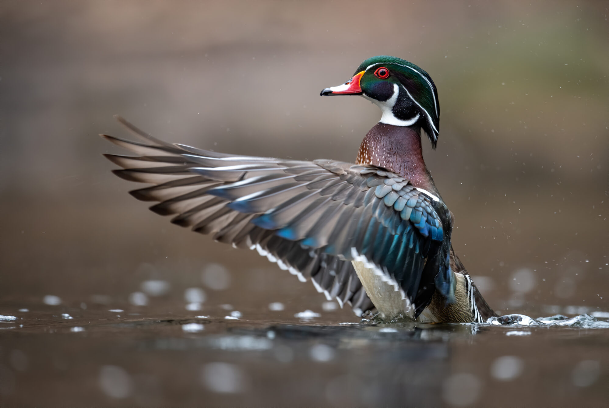 Canard