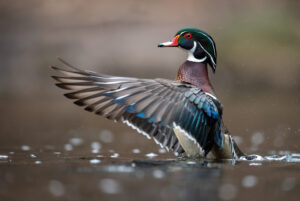 Canard