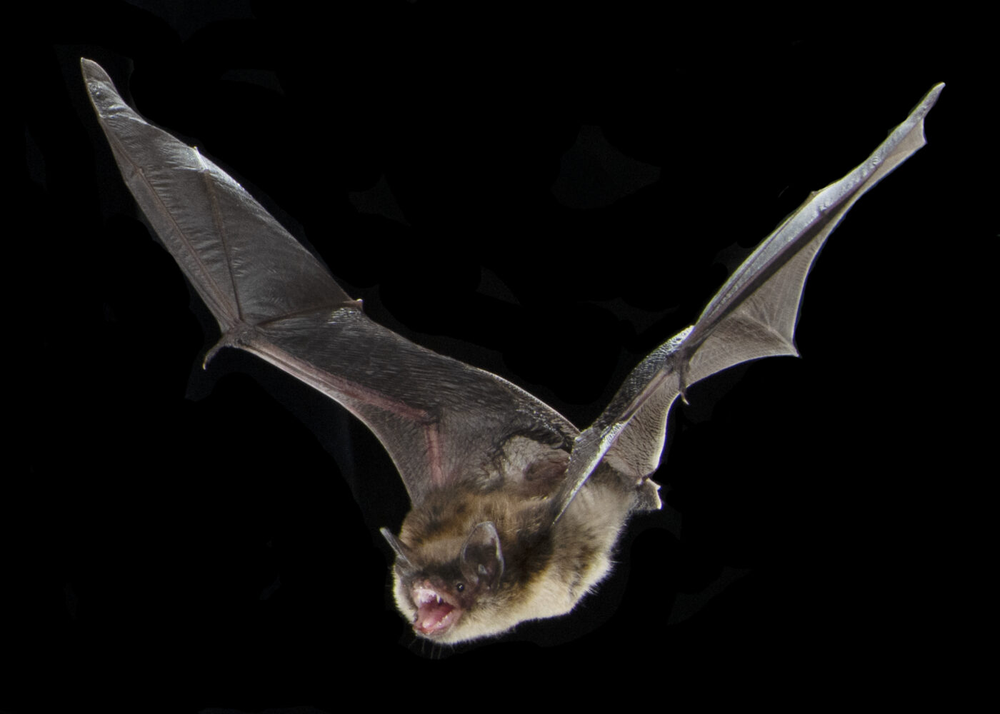 Petite chauve-souris brune